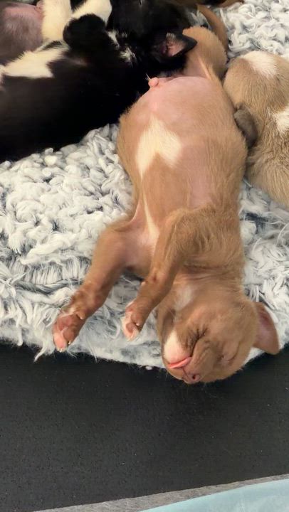 Enlarge Copper *PARTIALLY SPONSORED*, a Adoptable mixed breed in Avon, CT video 4/6