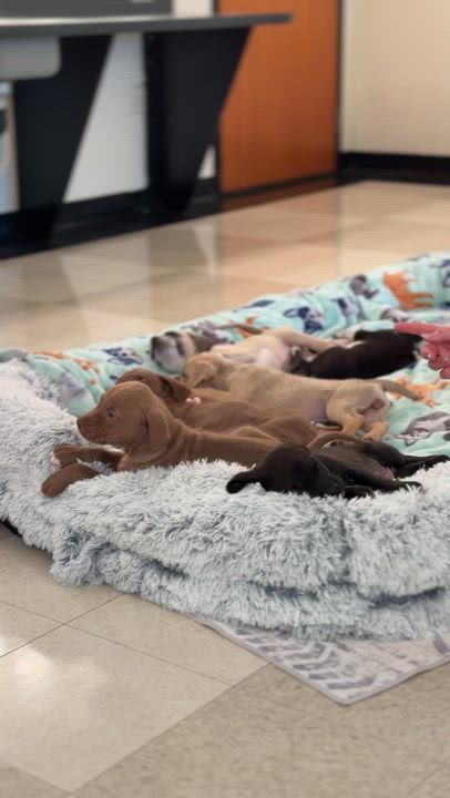 Enlarge Copper *PARTIALLY SPONSORED*, a Adoptable mixed breed in Avon, CT video 2/6