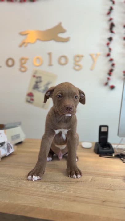 Enlarge Copper *PARTIALLY SPONSORED*, an adopted mixed breed in Avon, CT video 2/6