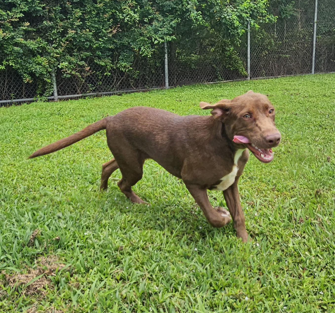 Adoption fee includes age-appropriate vaccinations spayneuter heartworm test and microchip Dog
