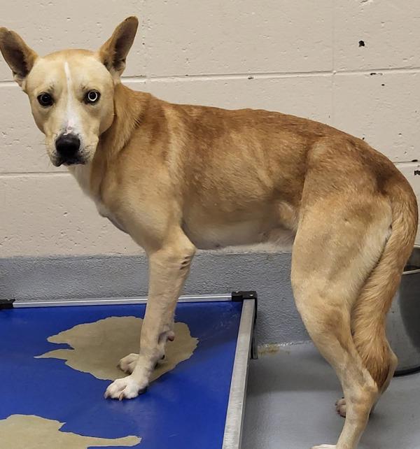 Pen 132 Zippy, a Adoptable mixed breed in Lawrenceville, GA image 1/3