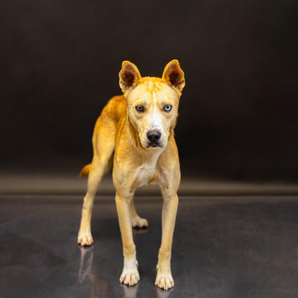 Pen 132 Zippy, a Adoptable mixed breed in Lawrenceville, GA image 2/3