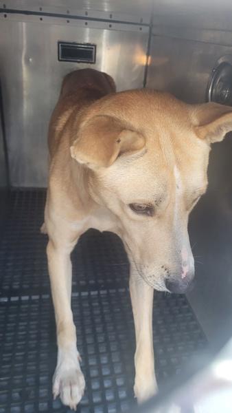 Pen 132 Zippy, a Adoptable mixed breed in Lawrenceville, GA image 3/3