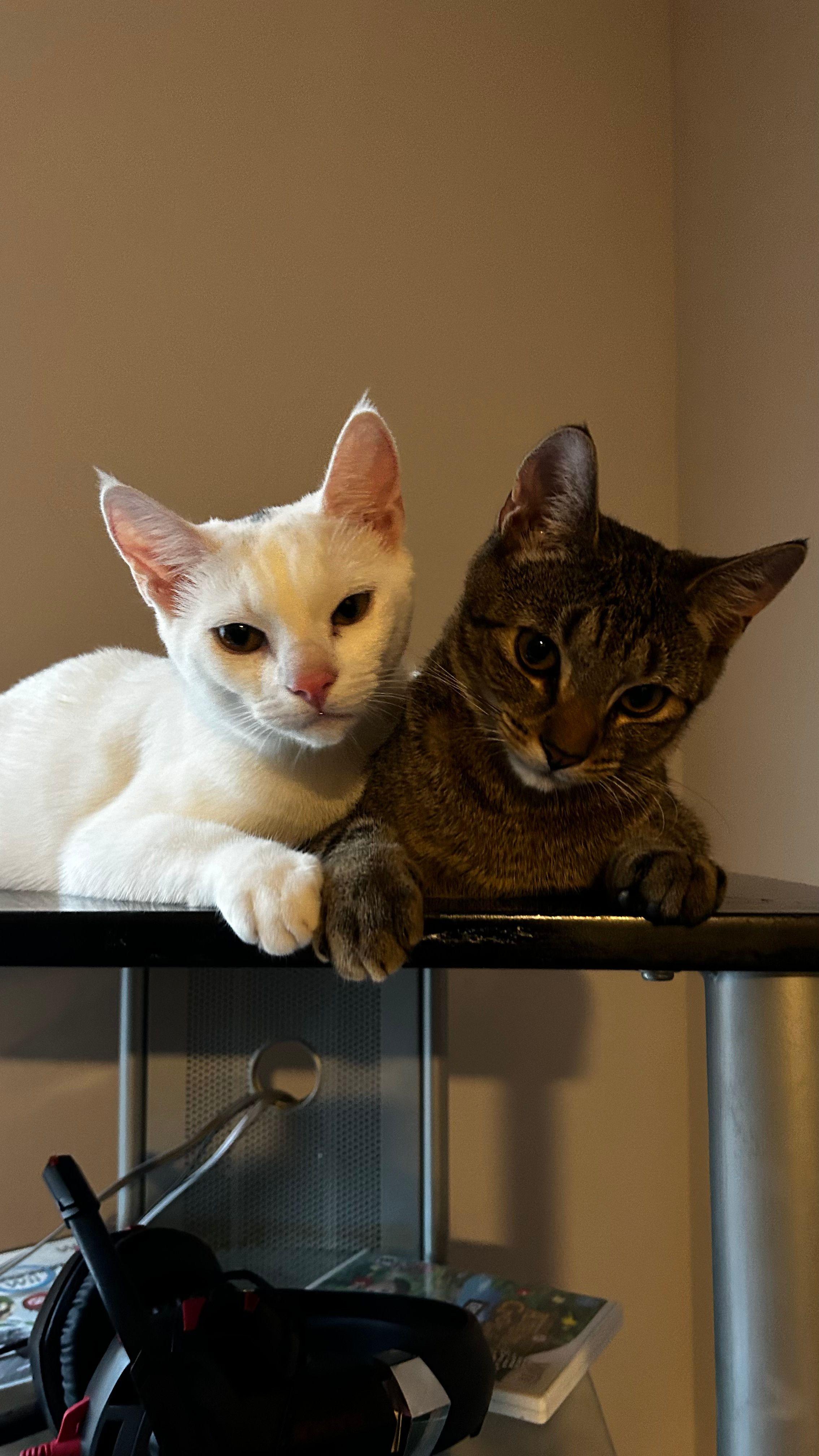 Halo & Nola, Adoptable, Young Female Domestic Short Hair.