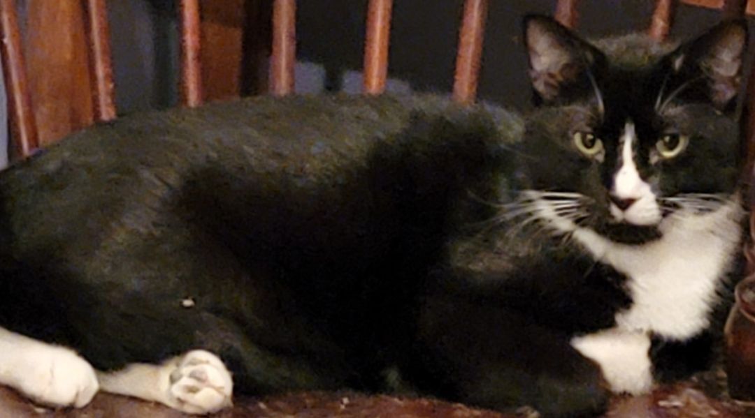 Butler, Rhett Butler, a Adoptable Bombay in River Forest, IL image 2/4
