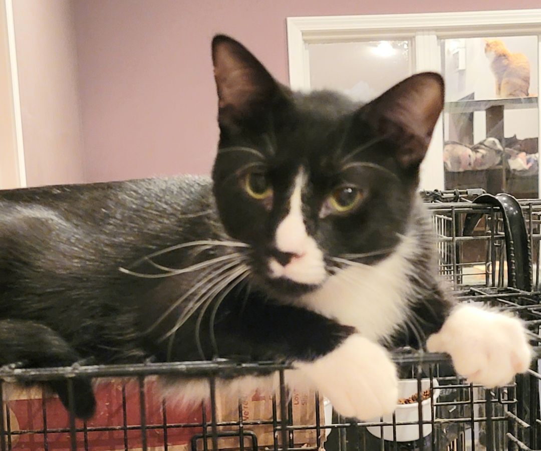Butler, Rhett Butler, a Adoptable Bombay in River Forest, IL image 1/4