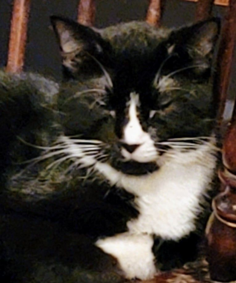 Butler, Rhett Butler, a Adoptable Bombay in River Forest, IL image 3/4