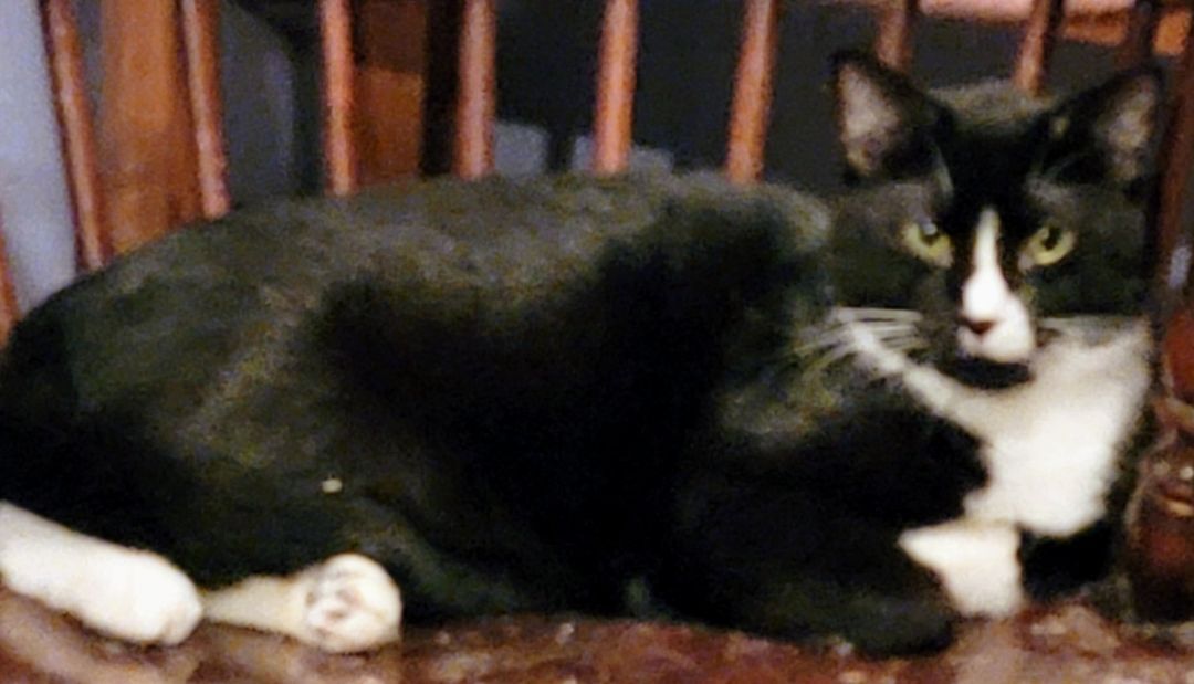 Butler, Rhett Butler, a Adoptable Bombay in River Forest, IL image 4/4