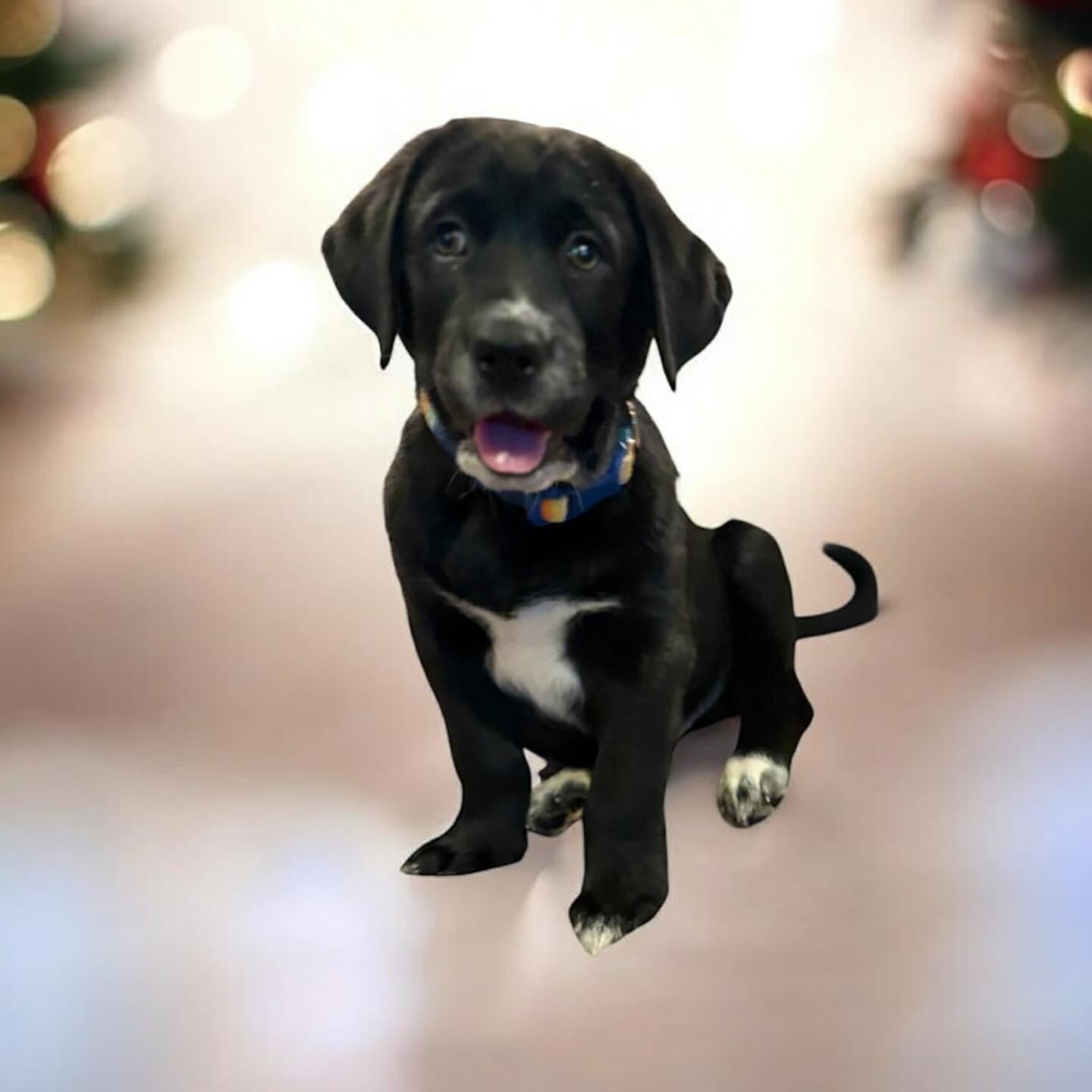 Enlarge Otis, a ADOPTABLE Labrador Retriever in Hatfield, PA image 1/4