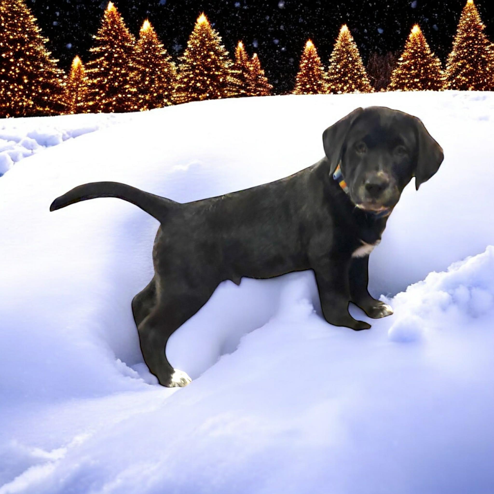 Enlarge Otis, a ADOPTABLE Labrador Retriever in Hatfield, PA image 2/4