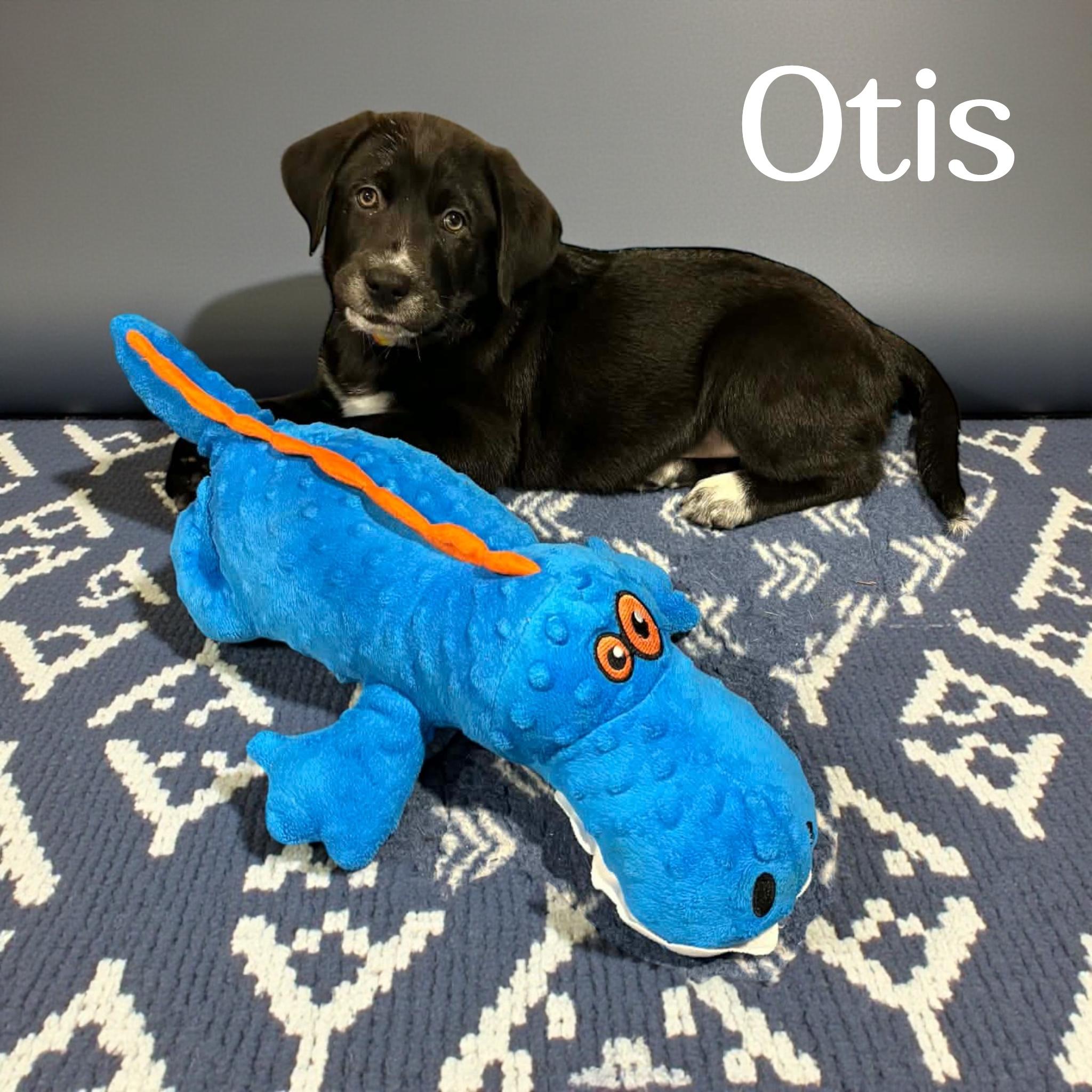 Enlarge Otis, a ADOPTABLE Labrador Retriever in Hatfield, PA image 3/4