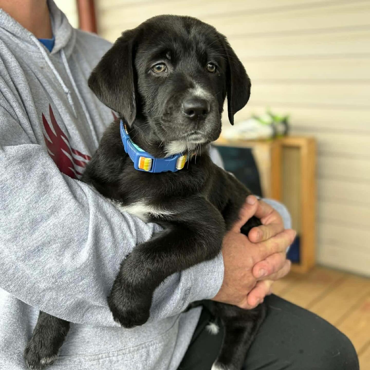 Enlarge Otis, a ADOPTABLE Labrador Retriever in Hatfield, PA image 4/4