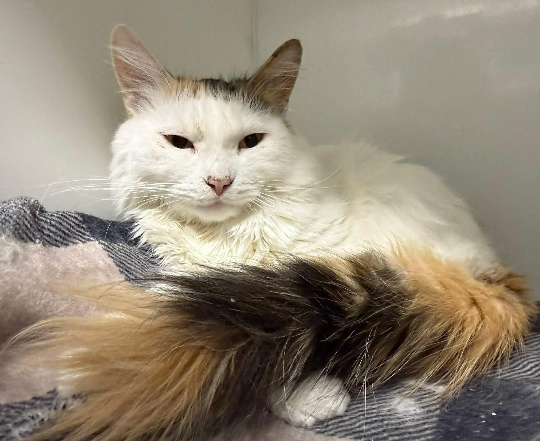 Enlarge Nala, an adopted Domestic Medium Hair in Delson, QC image 1/1