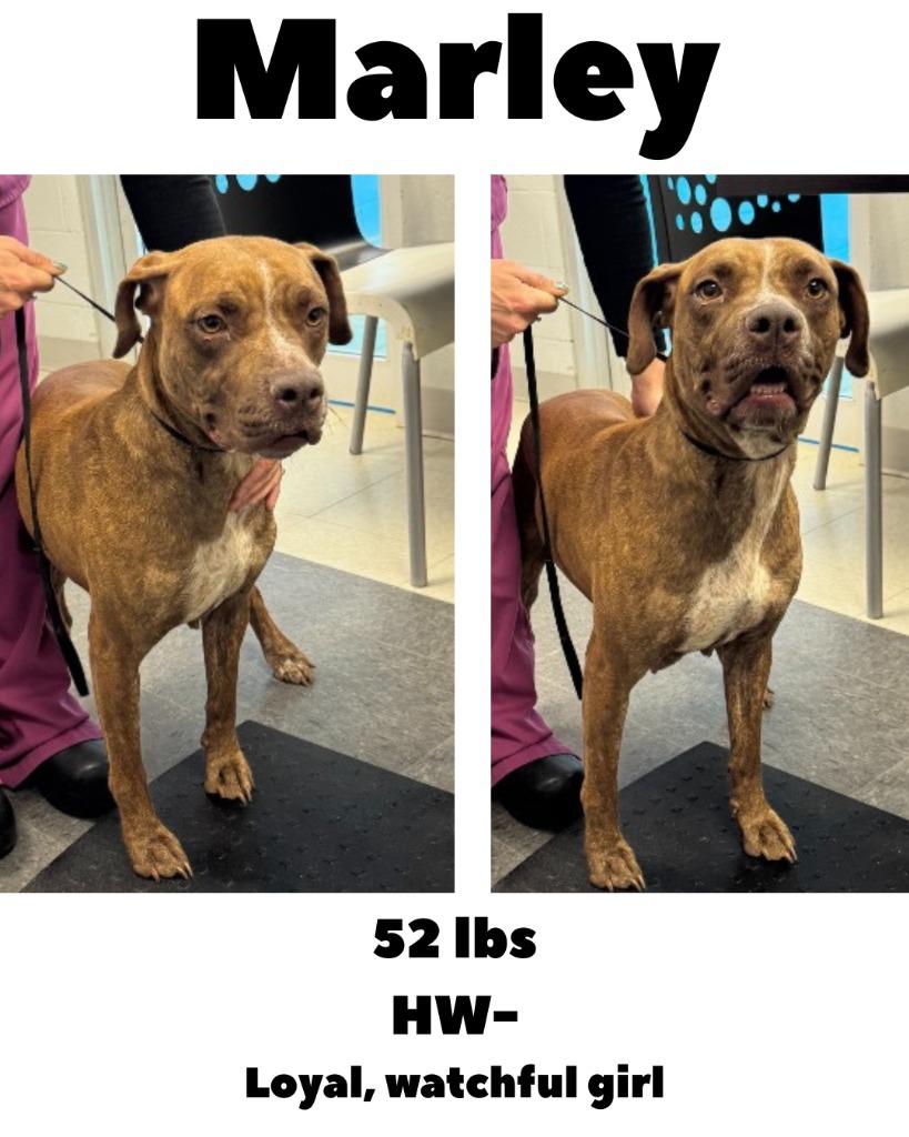 Marley, Adoptable, Adult Female Mixed Breed.