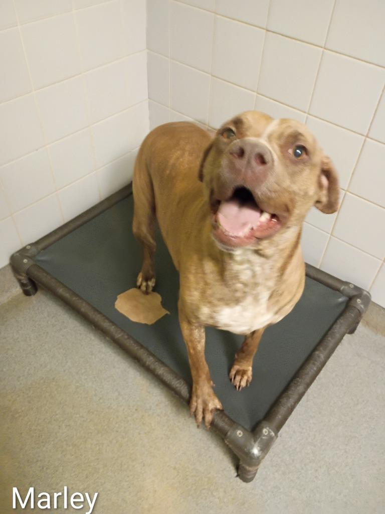 Enlarge Marley, a Adoptable mixed breed in Albany, GA image 3/6