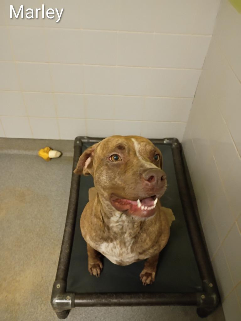 Enlarge Marley, a Adoptable mixed breed in Albany, GA image 5/6