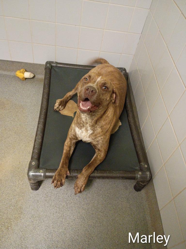 Enlarge Marley, a Adoptable mixed breed in Albany, GA image 6/6