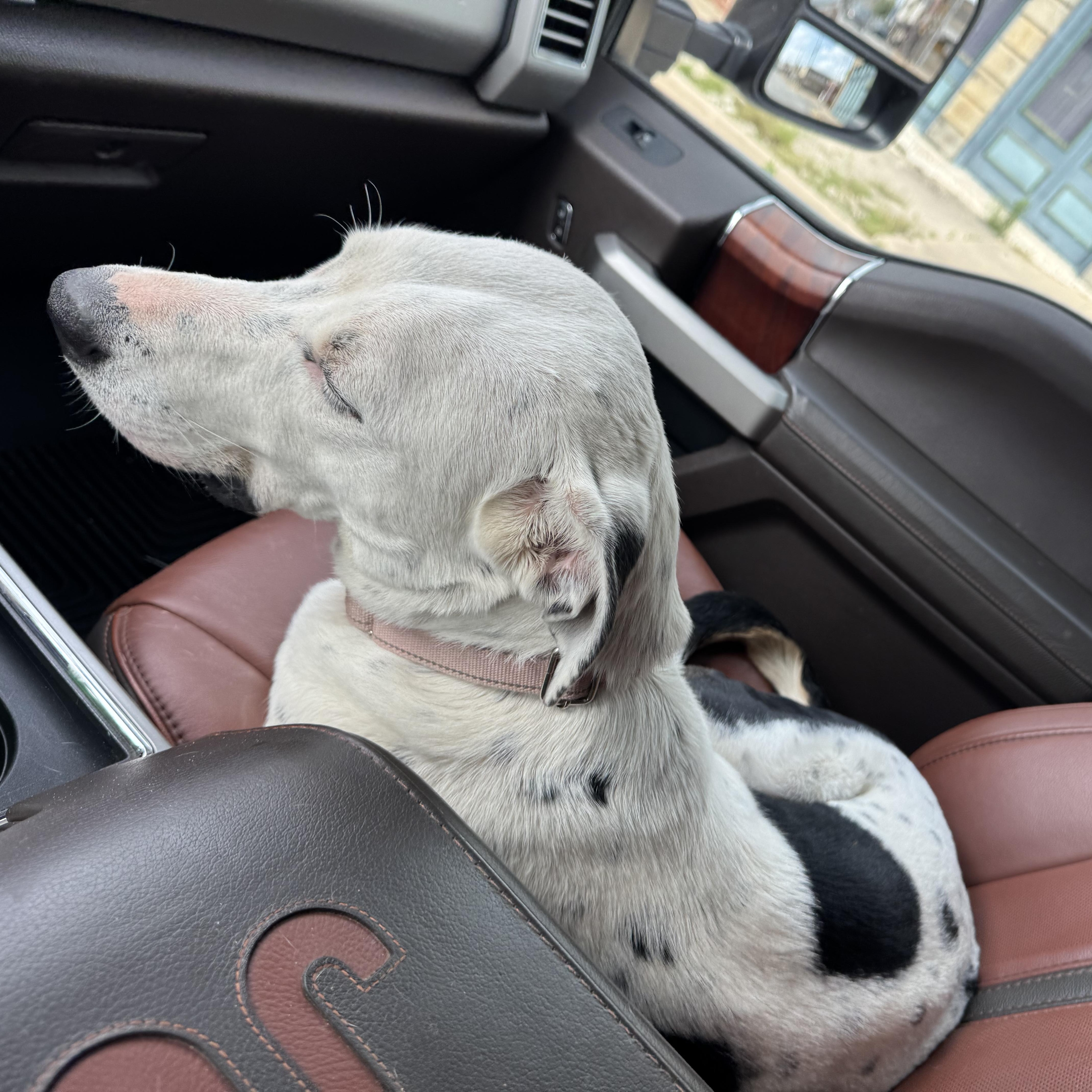 POOKIE, a Adoptable mixed breed in Weatherford, TX image 2/6