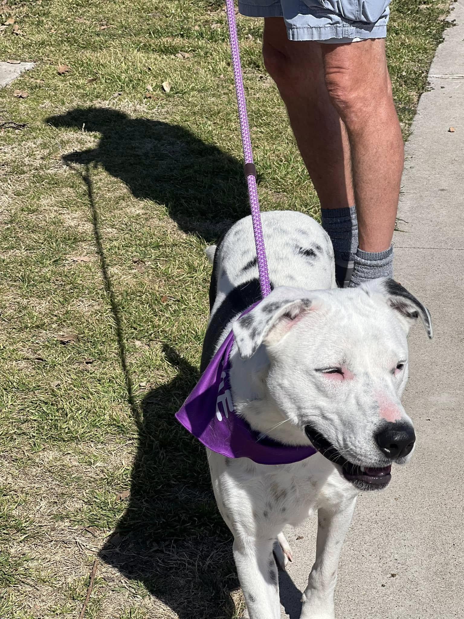POOKIE, a Adoptable mixed breed in Weatherford, TX image 5/6