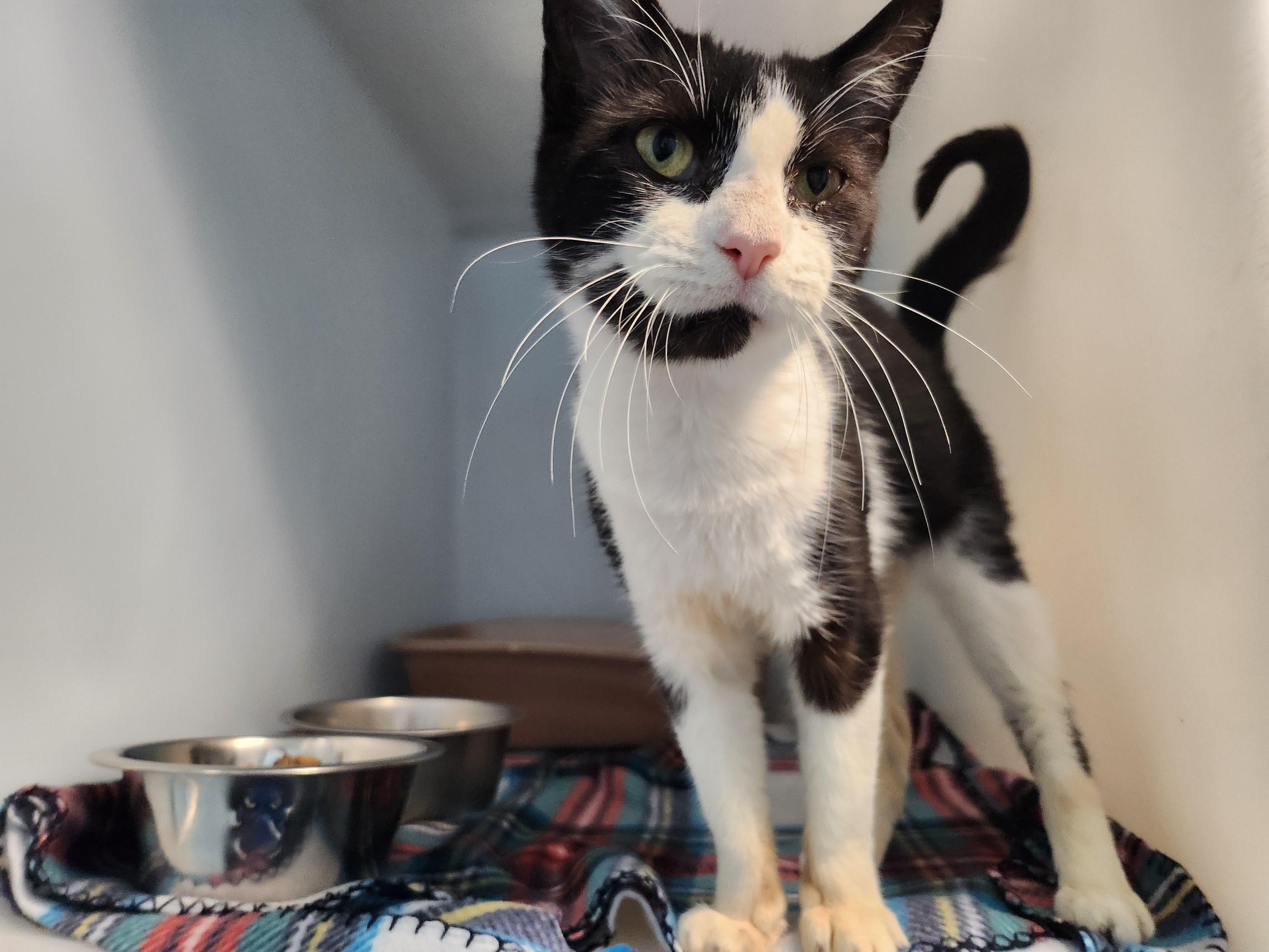 Enlarge Sif, a ADOPTABLE Domestic Short Hair in Stanley, VA image 3/3