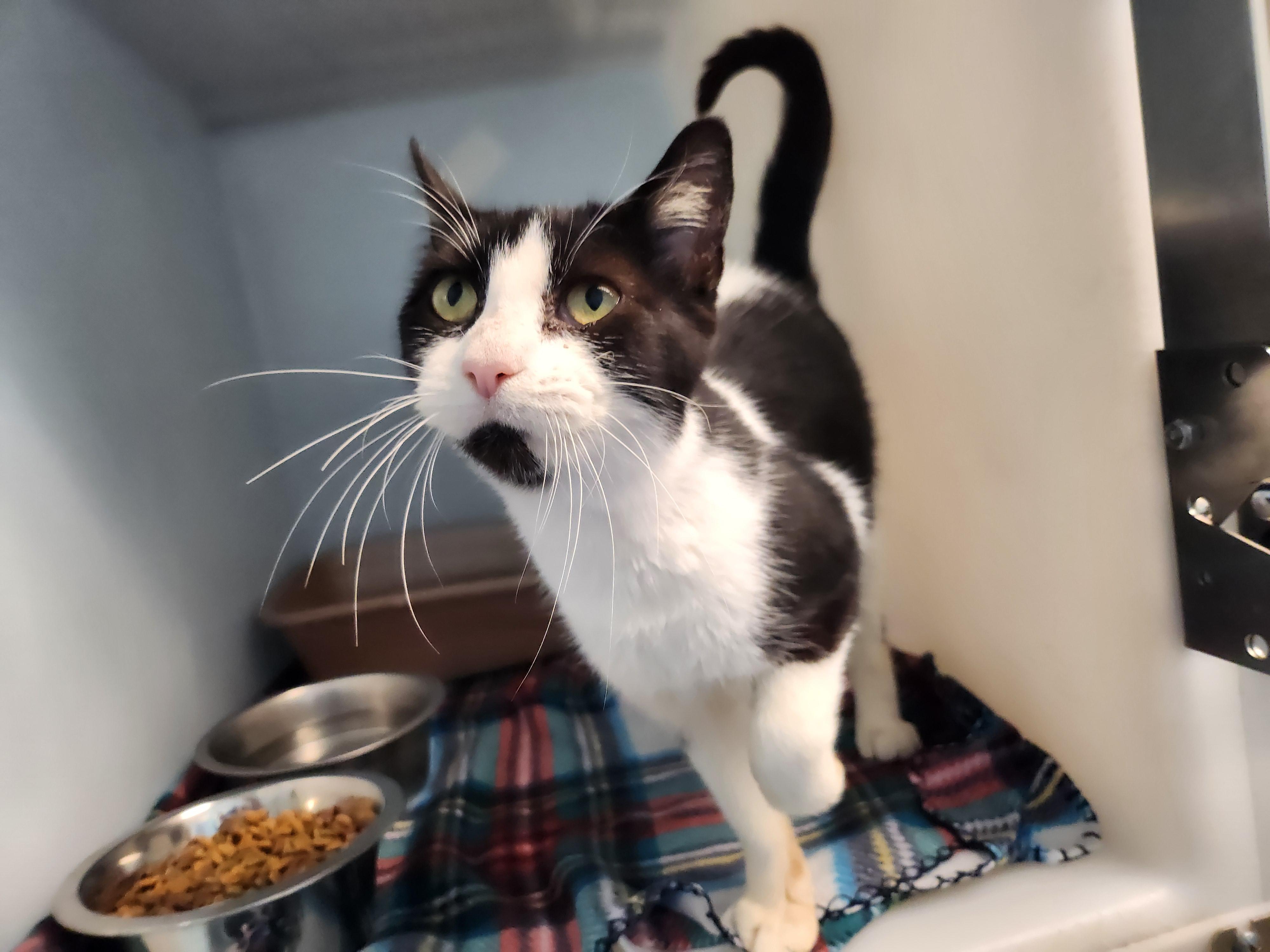 Sif, ADOPTABLE, Adult Female Domestic Short Hair.