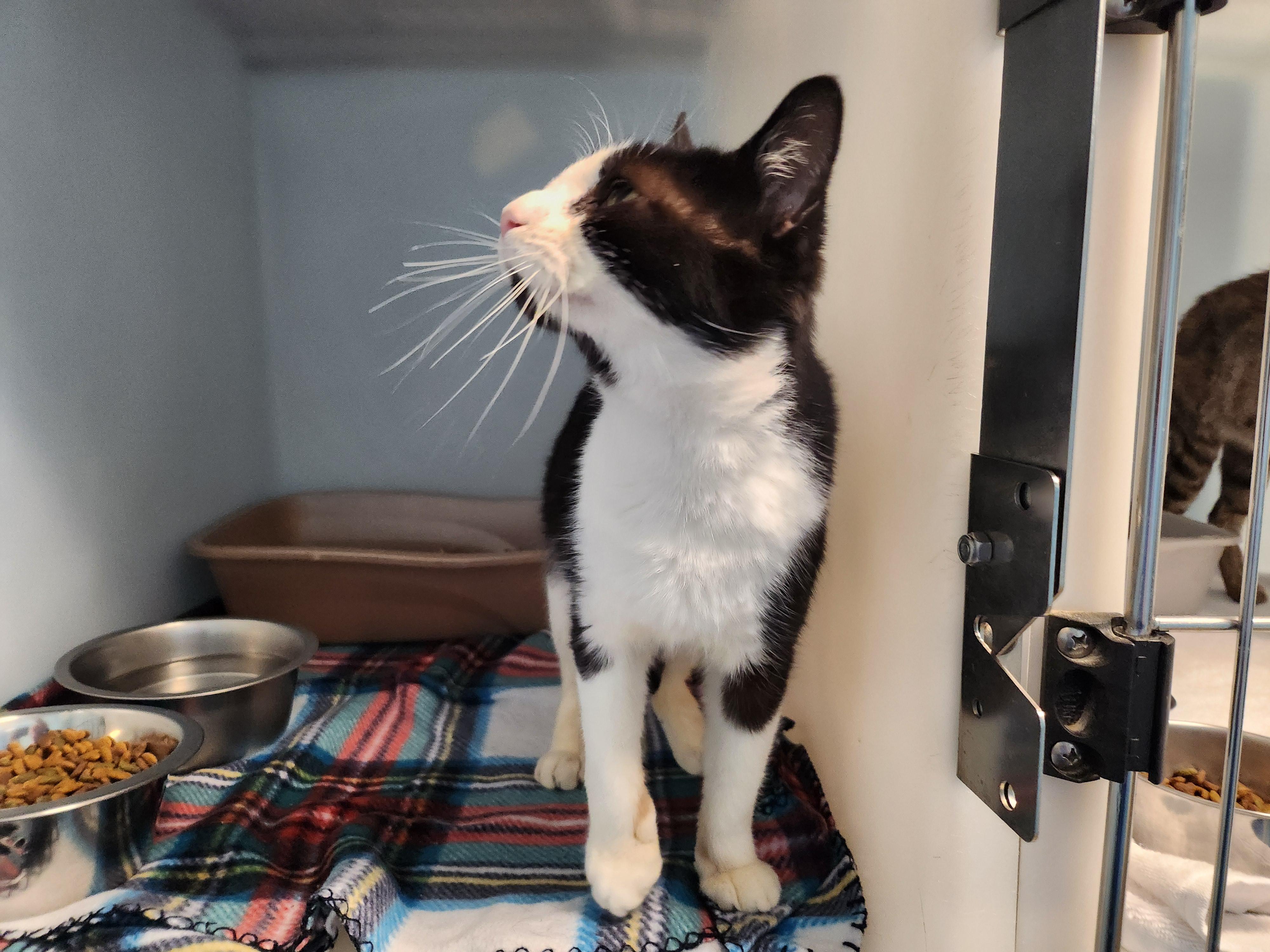Enlarge Sif, a ADOPTABLE Domestic Short Hair in Stanley, VA image 2/3