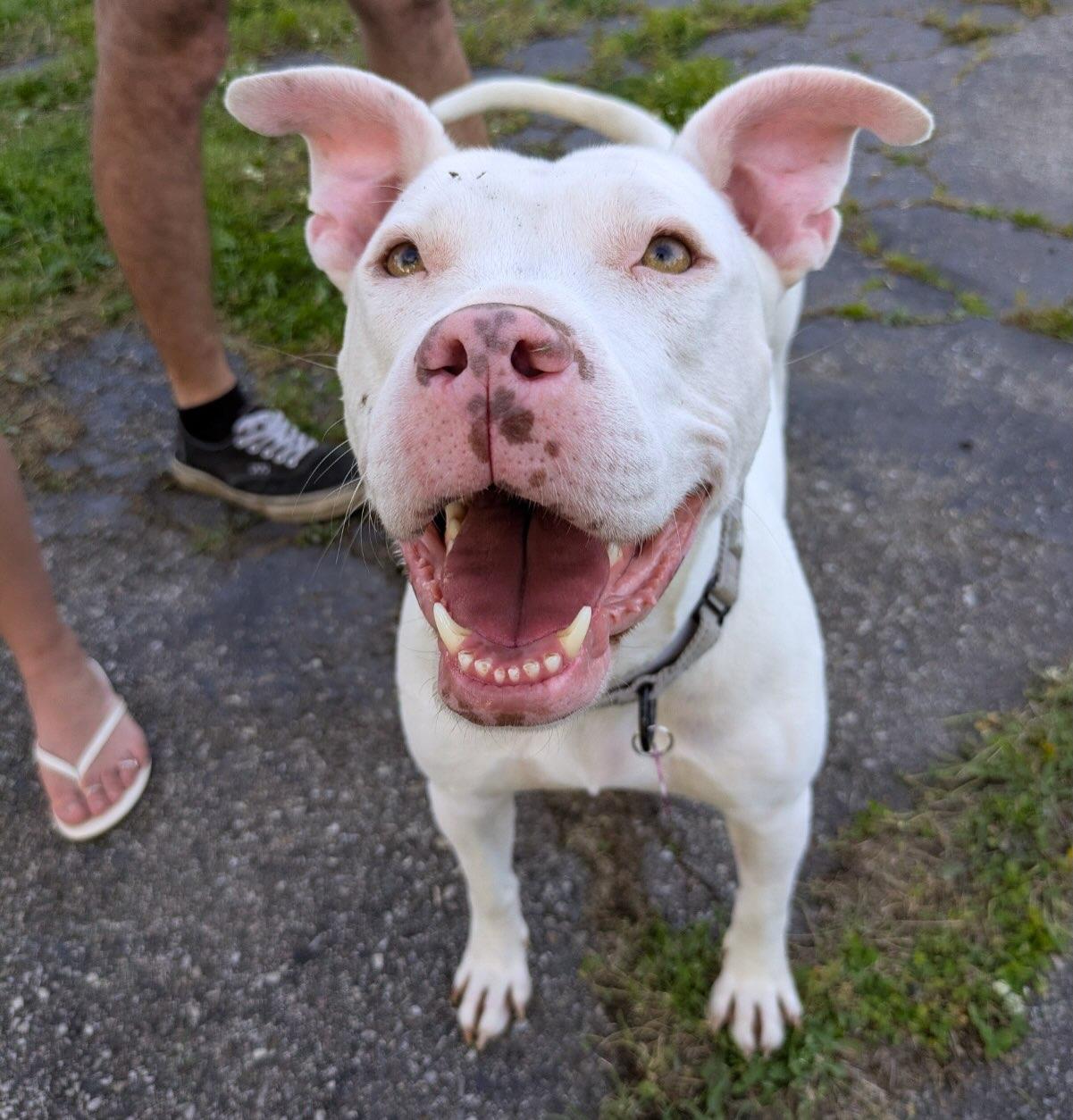 Lisa, Adopted, Adult Female American Staffordshire Terrier.