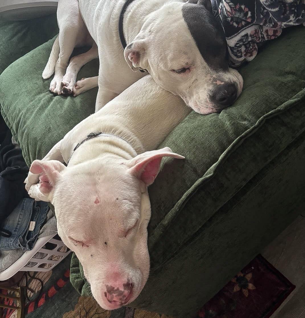 Enlarge Lisa, a Adopted American Staffordshire Terrier in Detroit, MI image 4/6