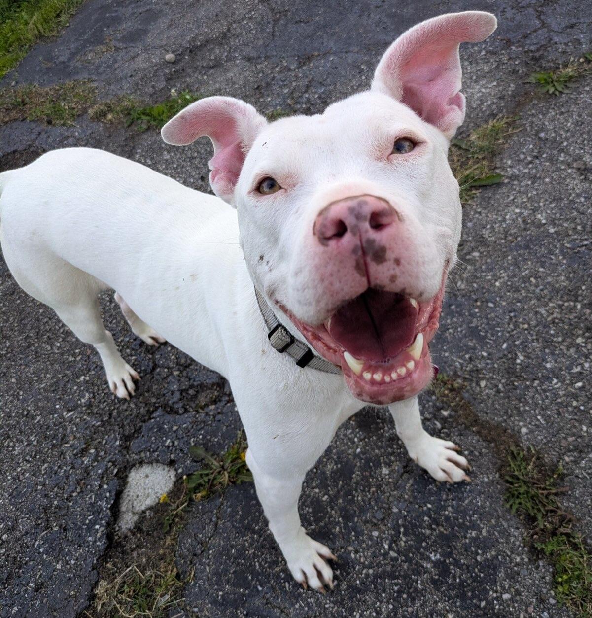 Enlarge Lisa, a Adopted American Staffordshire Terrier in Detroit, MI image 6/6