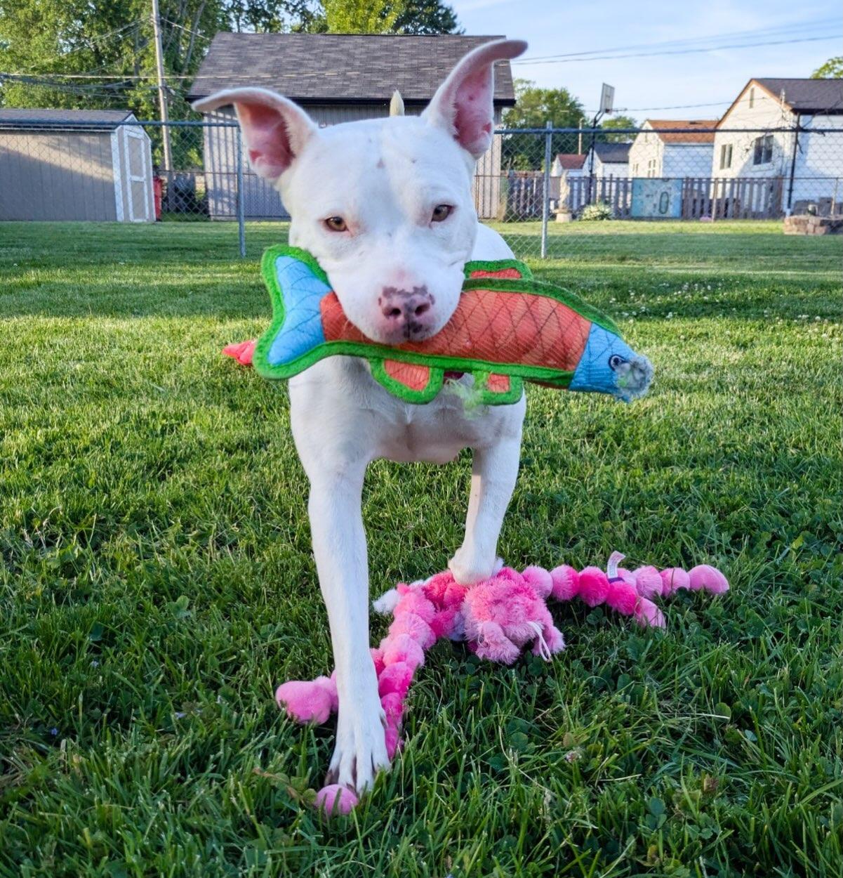 Enlarge Lisa, a Adopted American Staffordshire Terrier in Detroit, MI image 2/6