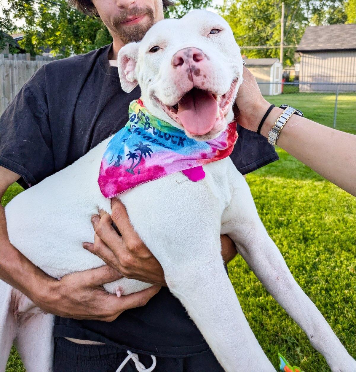 Enlarge Lisa, a Adopted American Staffordshire Terrier in Detroit, MI image 3/6