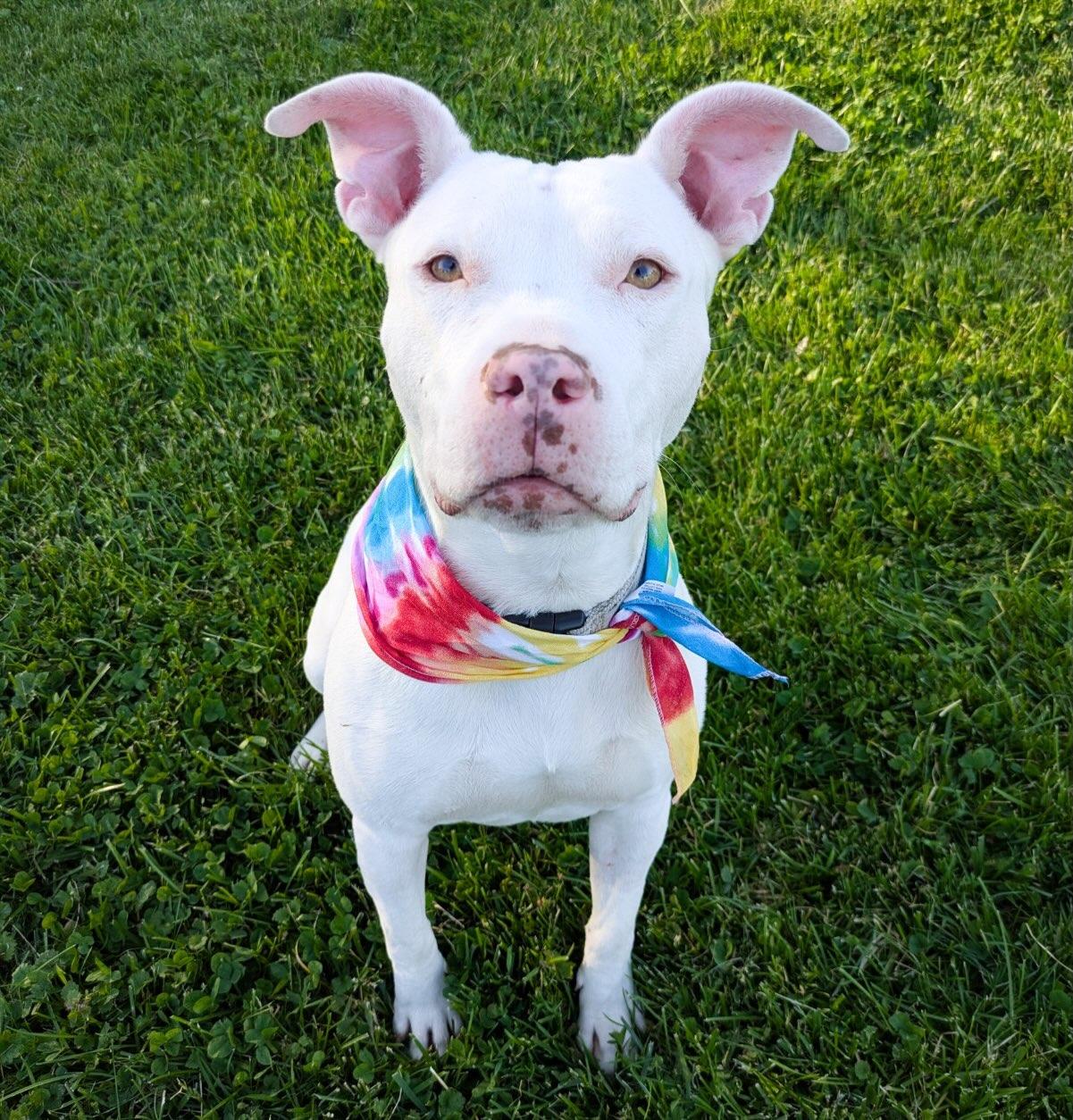 Enlarge Lisa, a Adopted American Staffordshire Terrier in Detroit, MI image 5/6
