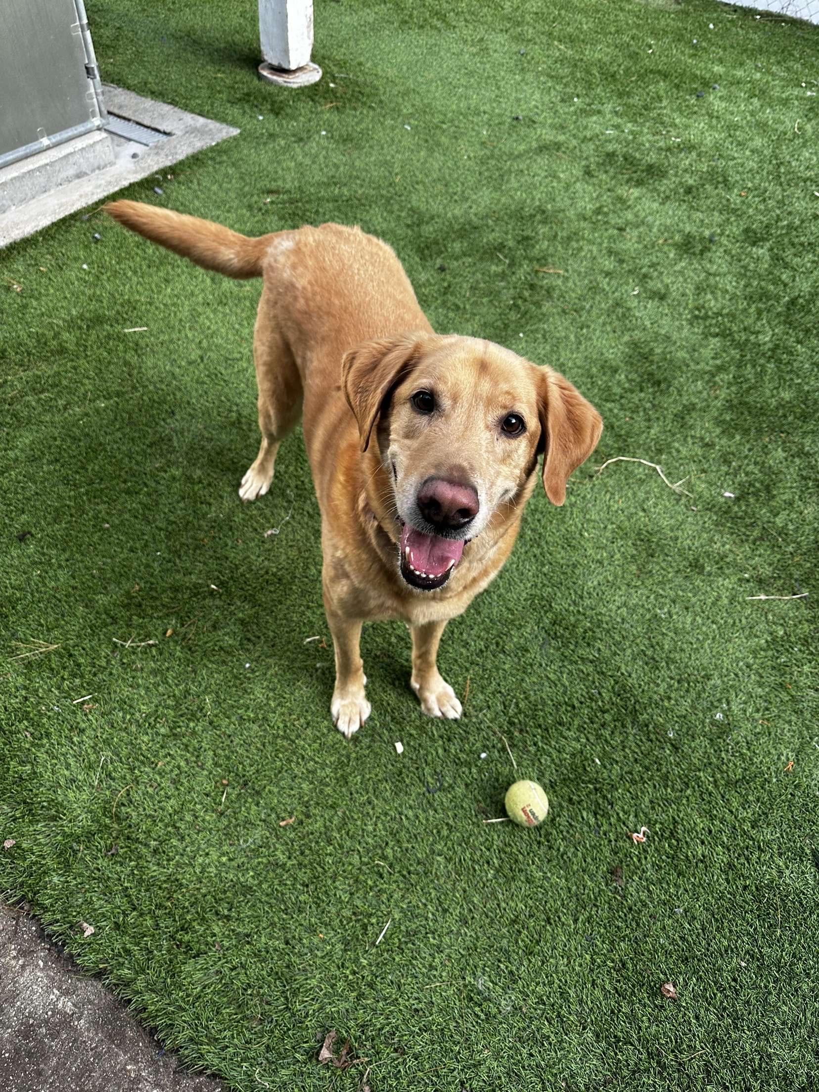 Chief, Adoptable, Senior Male Golden Retriever & Labrador Retriever.