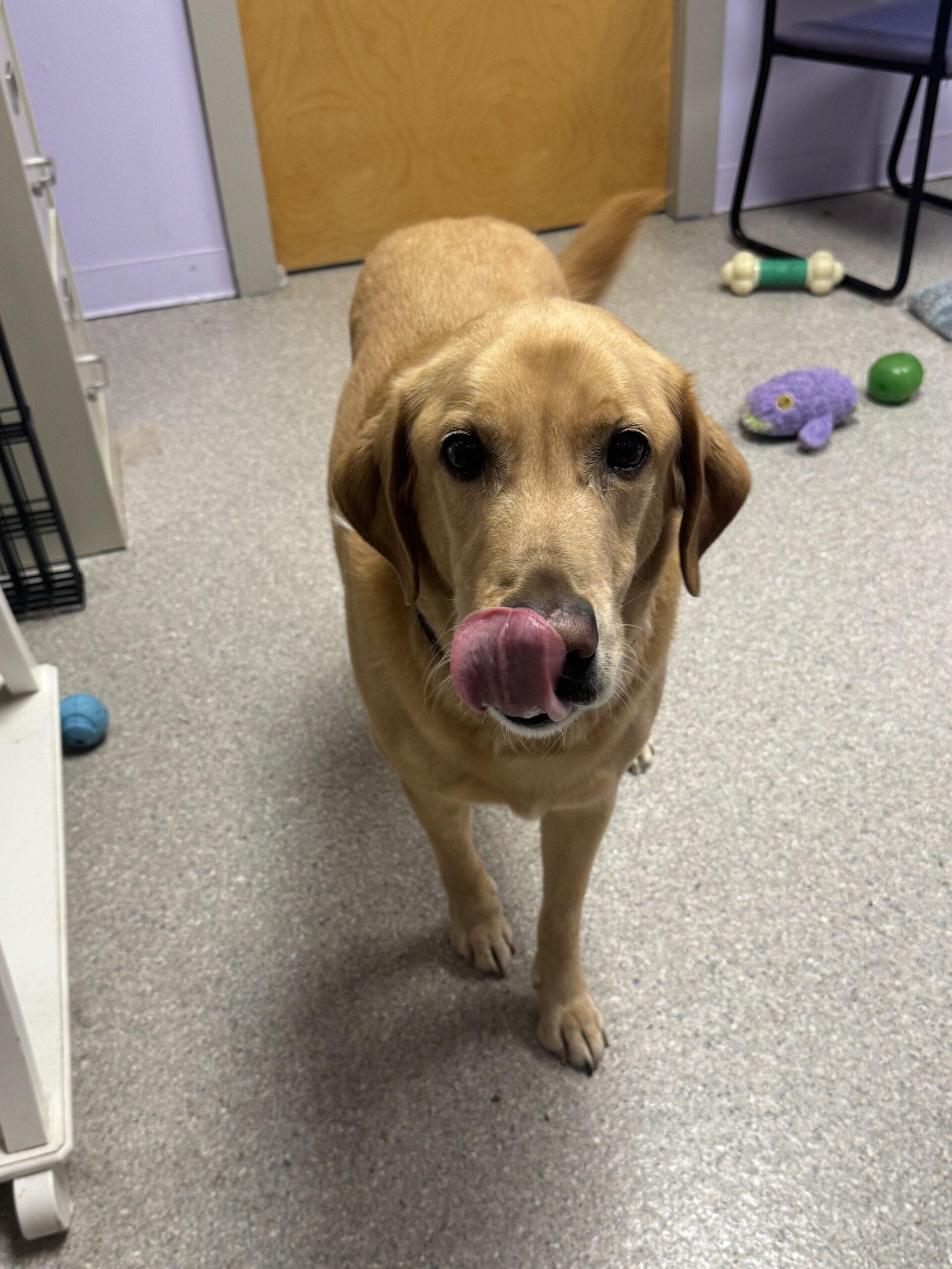 Chief, a Adoptable mixed breed in Hudson, MA image 2/4