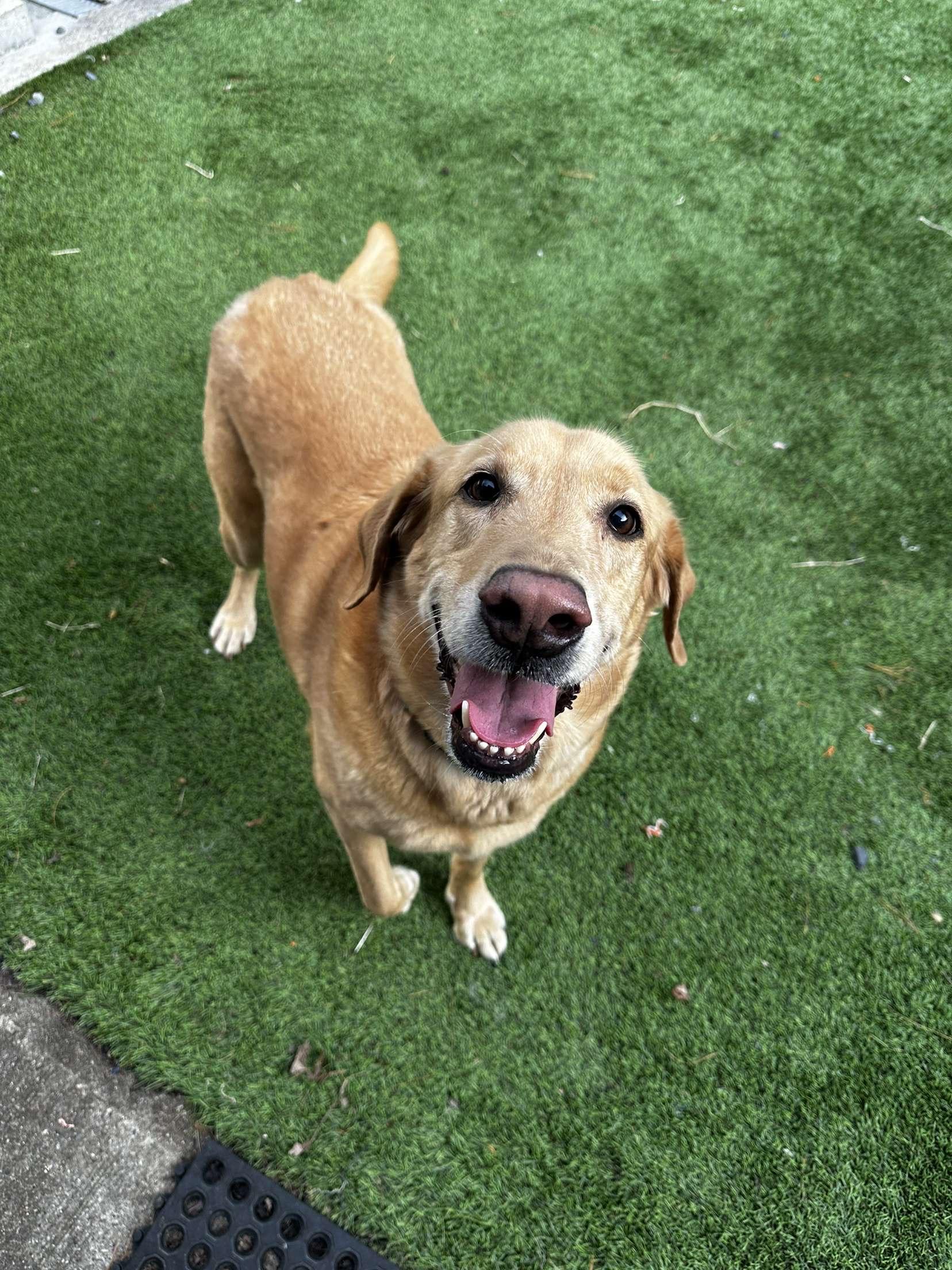 Chief, Adoptable, Senior Male Golden Retriever & Labrador Retriever.