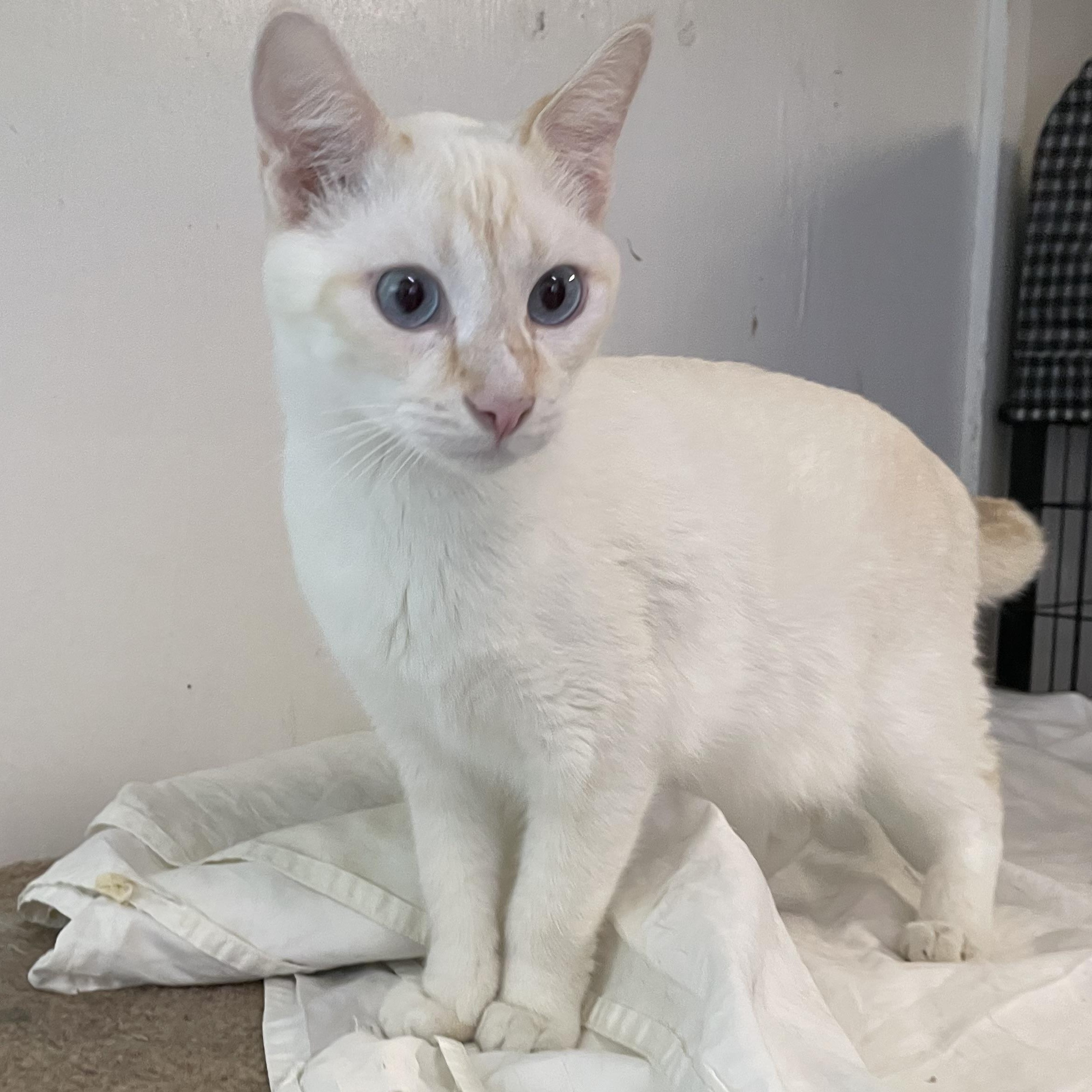 Sebastian, adopted, Young Male Siamese.