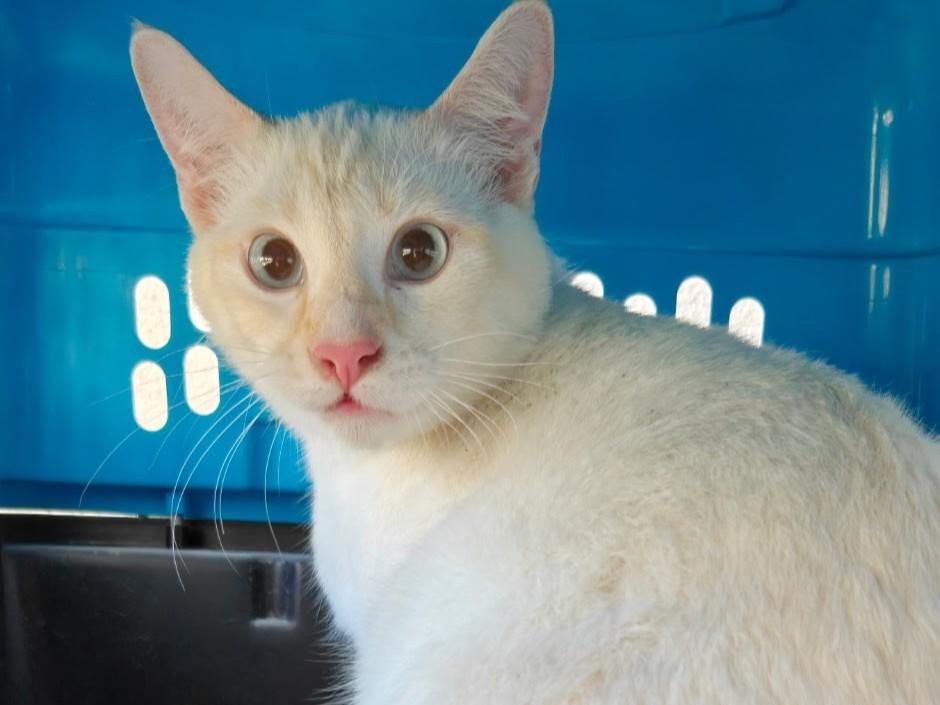 Enlarge Sebastian, an adopted Siamese in Midway City, CA image 2/5