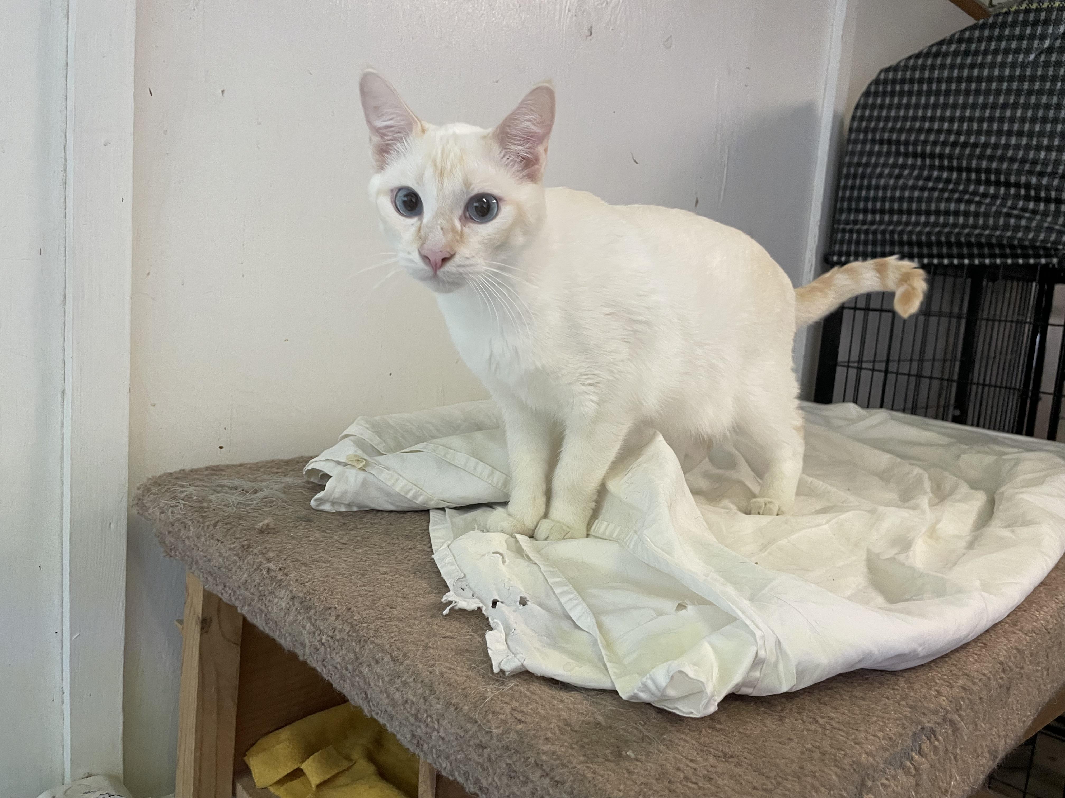 Enlarge Sebastian, an adopted Siamese in Midway City, CA image 4/5