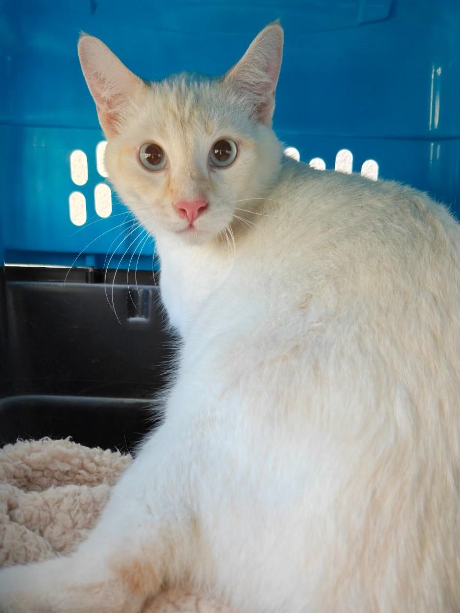 Enlarge Sebastian, an adopted Siamese in Midway City, CA image 3/5