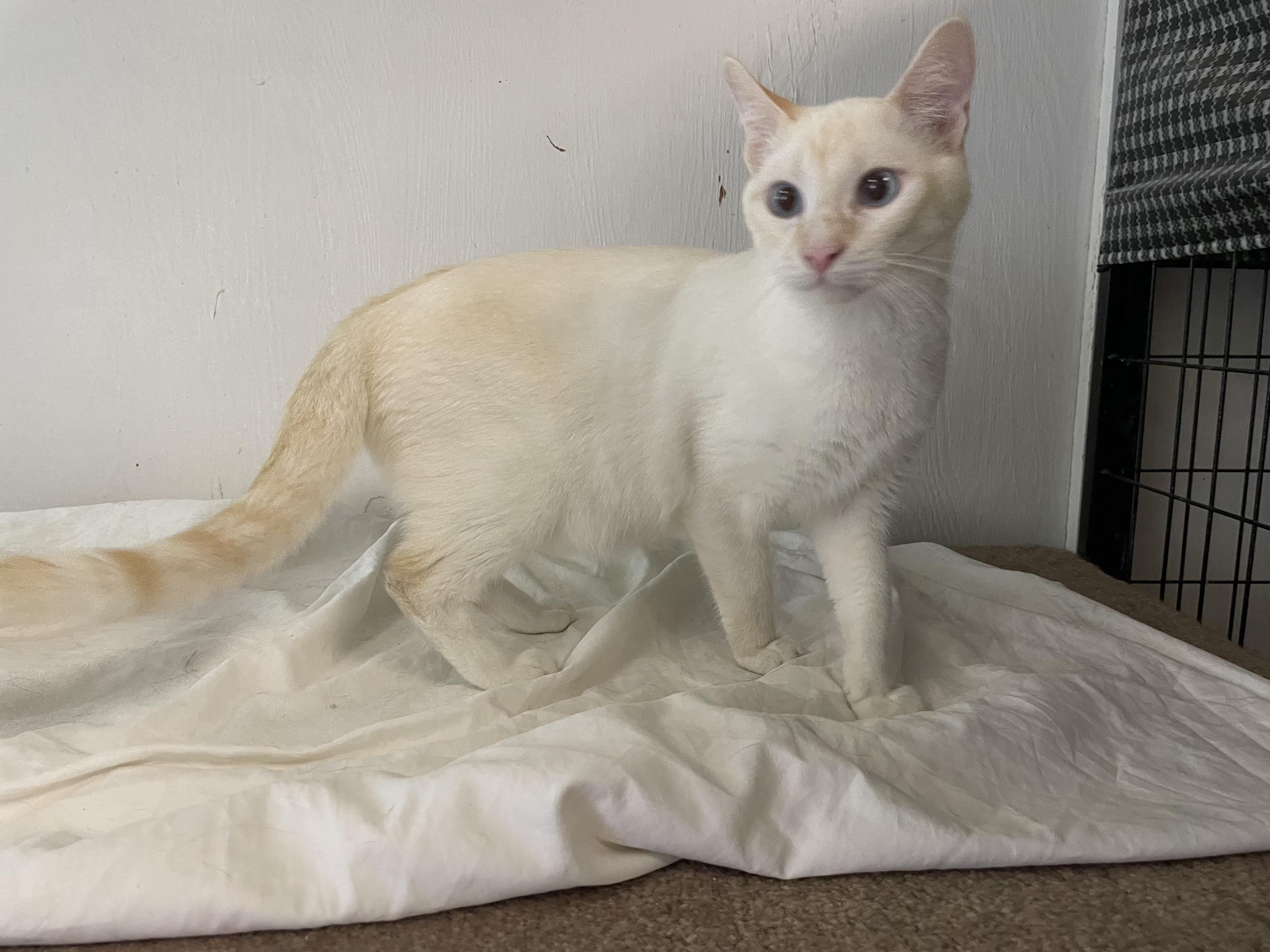 Enlarge Sebastian, an adopted Siamese in Midway City, CA image 5/5