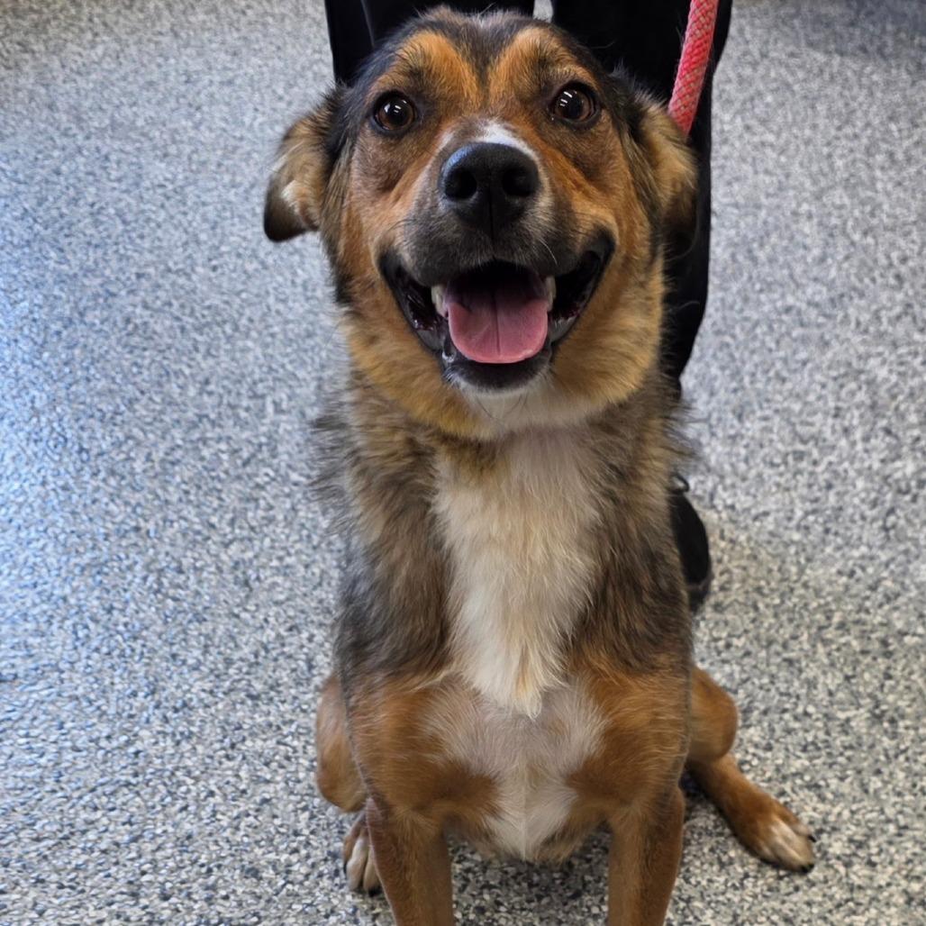 Enlarge Minka, a Adoptable mixed breed in Kingman, KS image 1/6