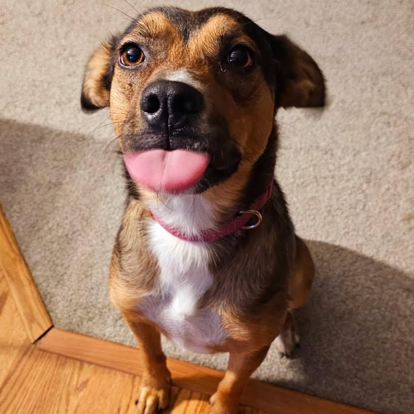 Enlarge Minka, a Adoptable mixed breed in Kingman, KS image 2/6