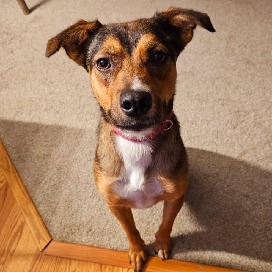 Enlarge Minka, a Adoptable mixed breed in Kingman, KS image 3/6