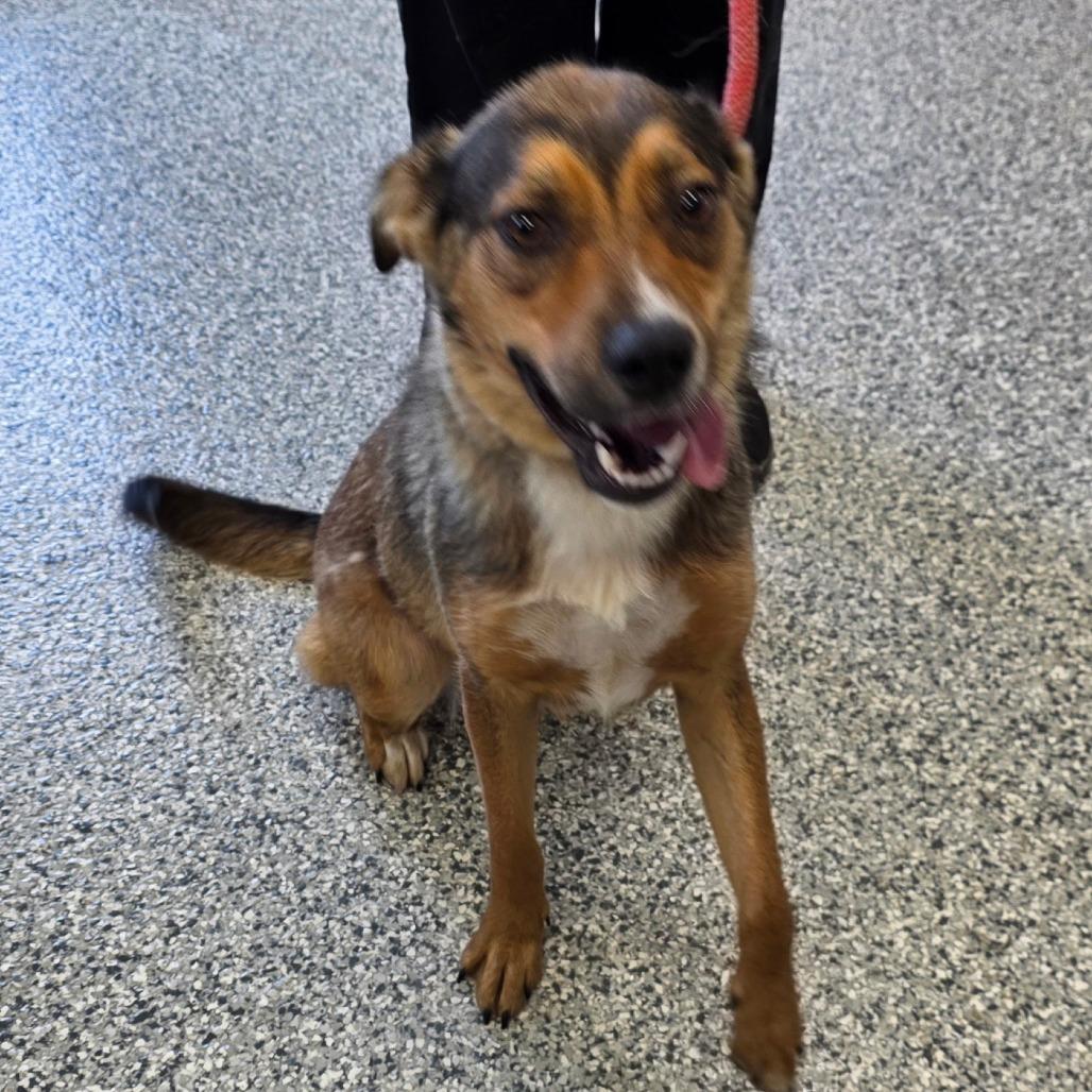 Enlarge Minka, a Adoptable mixed breed in Kingman, KS image 4/6