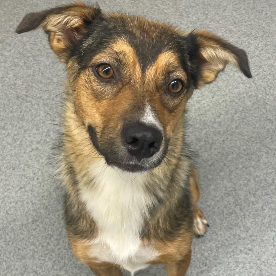 Enlarge Minka, a Adoptable mixed breed in Kingman, KS image 5/6