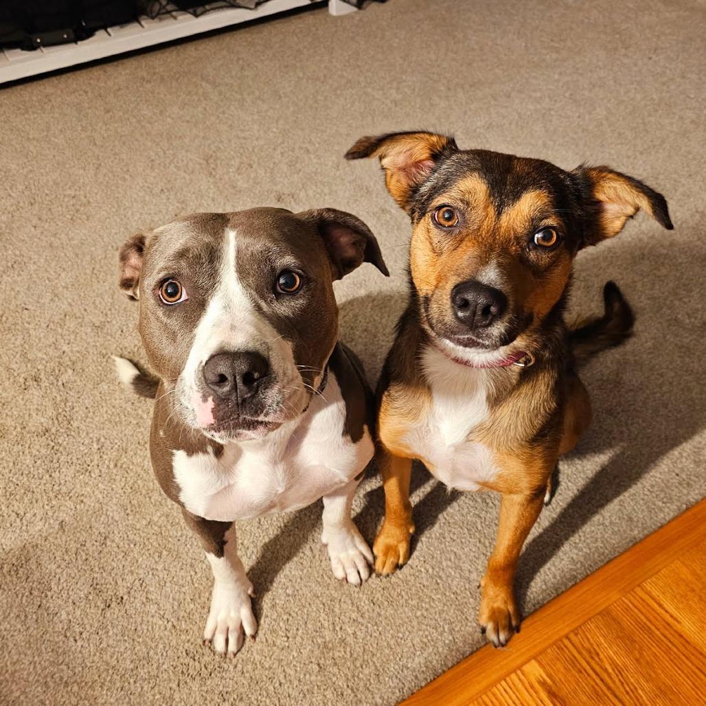 Enlarge Minka, a Adoptable mixed breed in Kingman, KS image 6/6