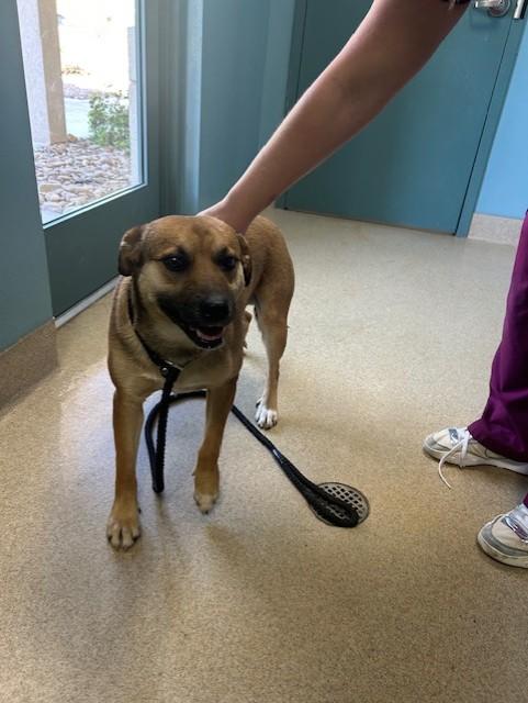 Enlarge BILLY, a Adoptable mixed breed in Newton, NC image 1/1