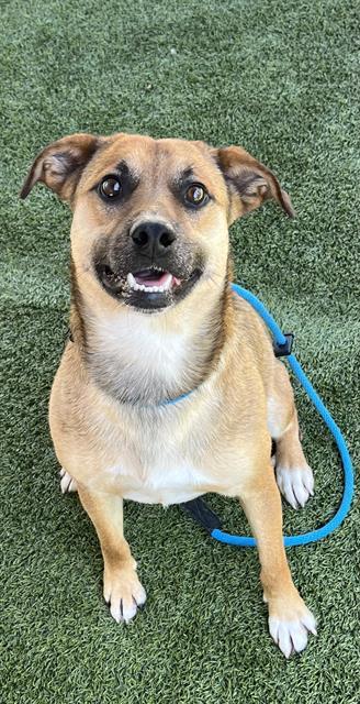 Enlarge BILLY, a Adoptable mixed breed in Newton, NC image 1/1
