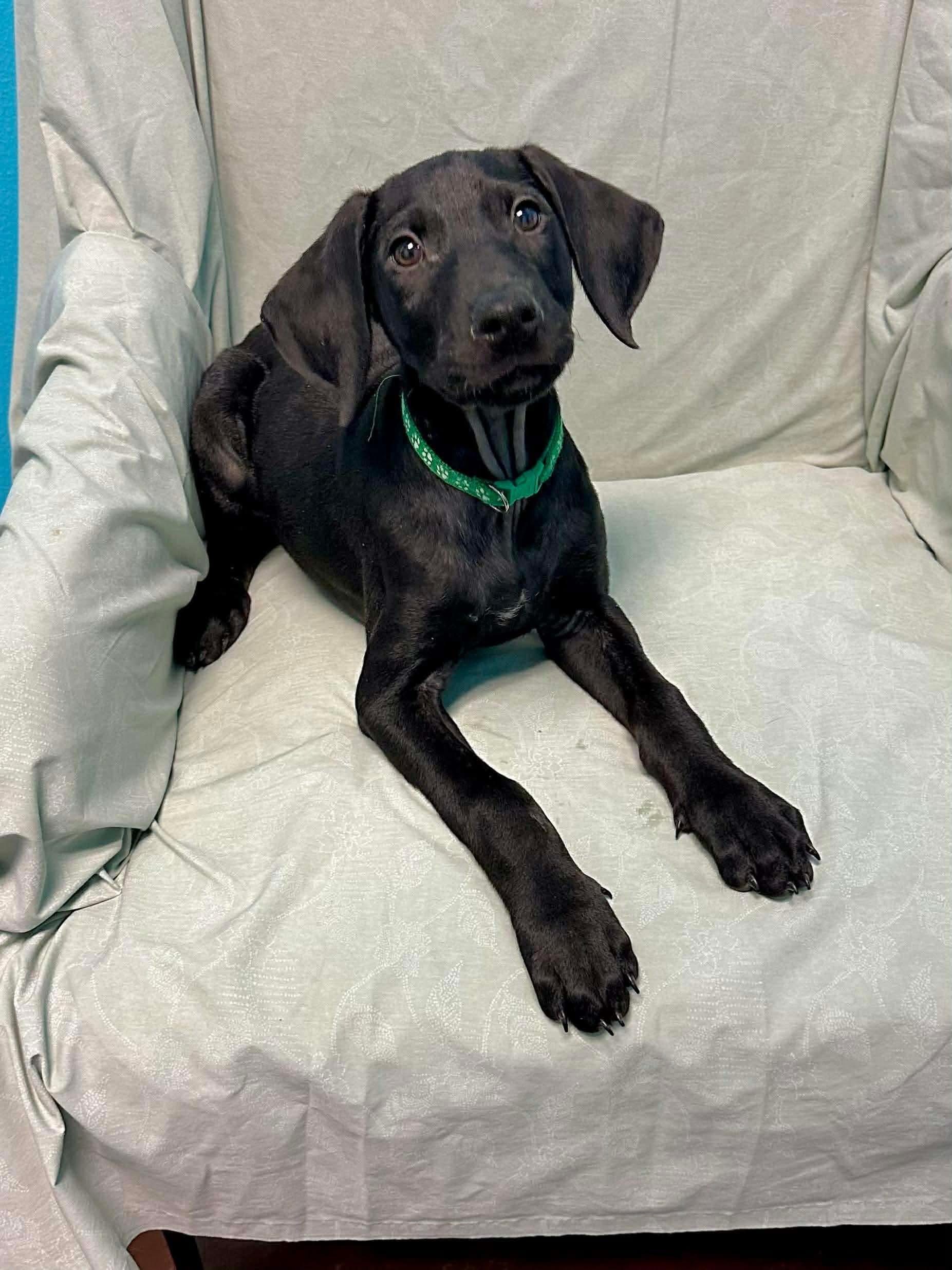 Atlas, Adoptable, Young Male Doberman Pinscher.