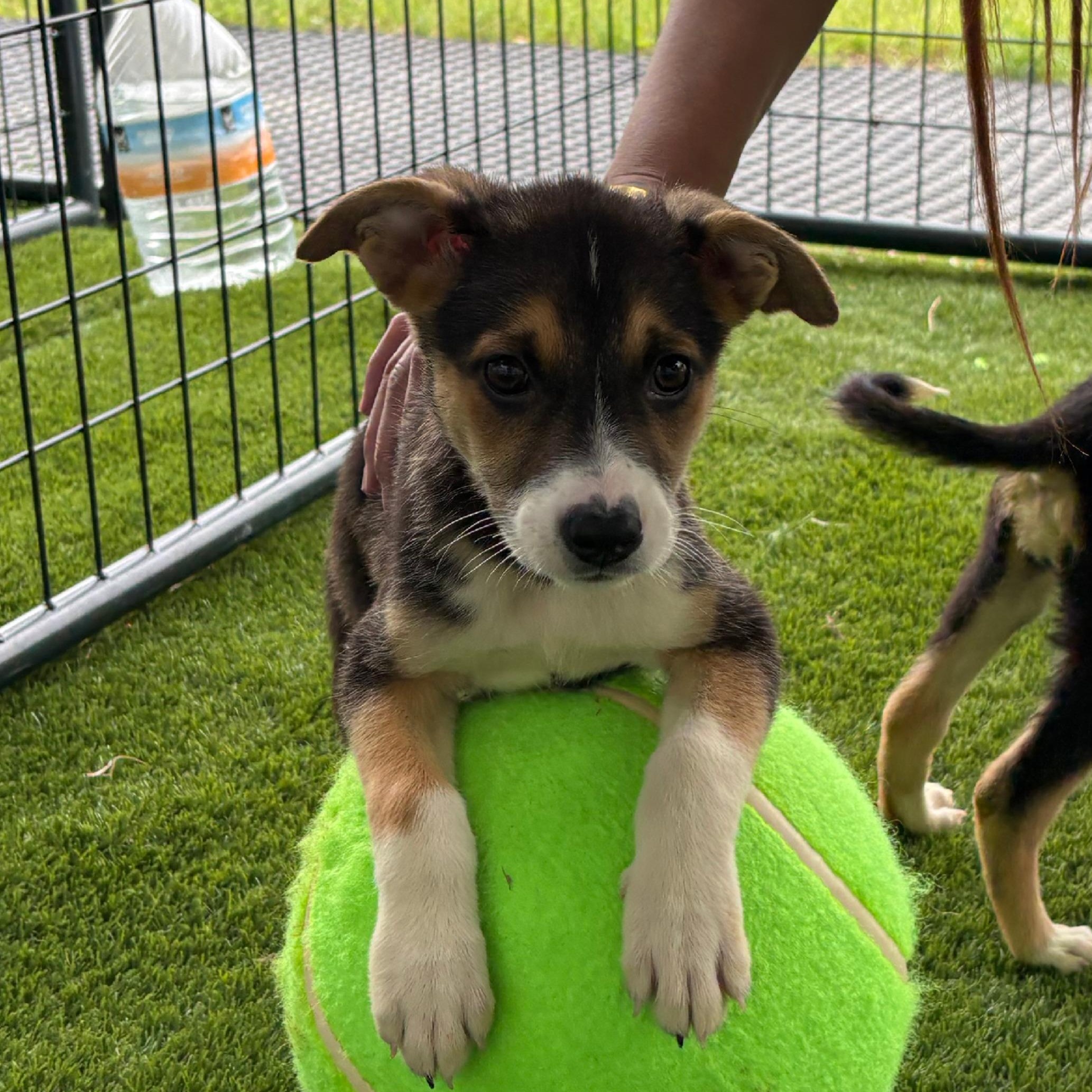 Enlarge Sophia, an adopted mixed breed in Argyle, TX image 2/3